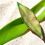 Riki-Riki Ring