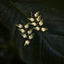 Riki-Riki Leaves Hook Earrings
