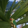 Guacamaya Parrot Ring